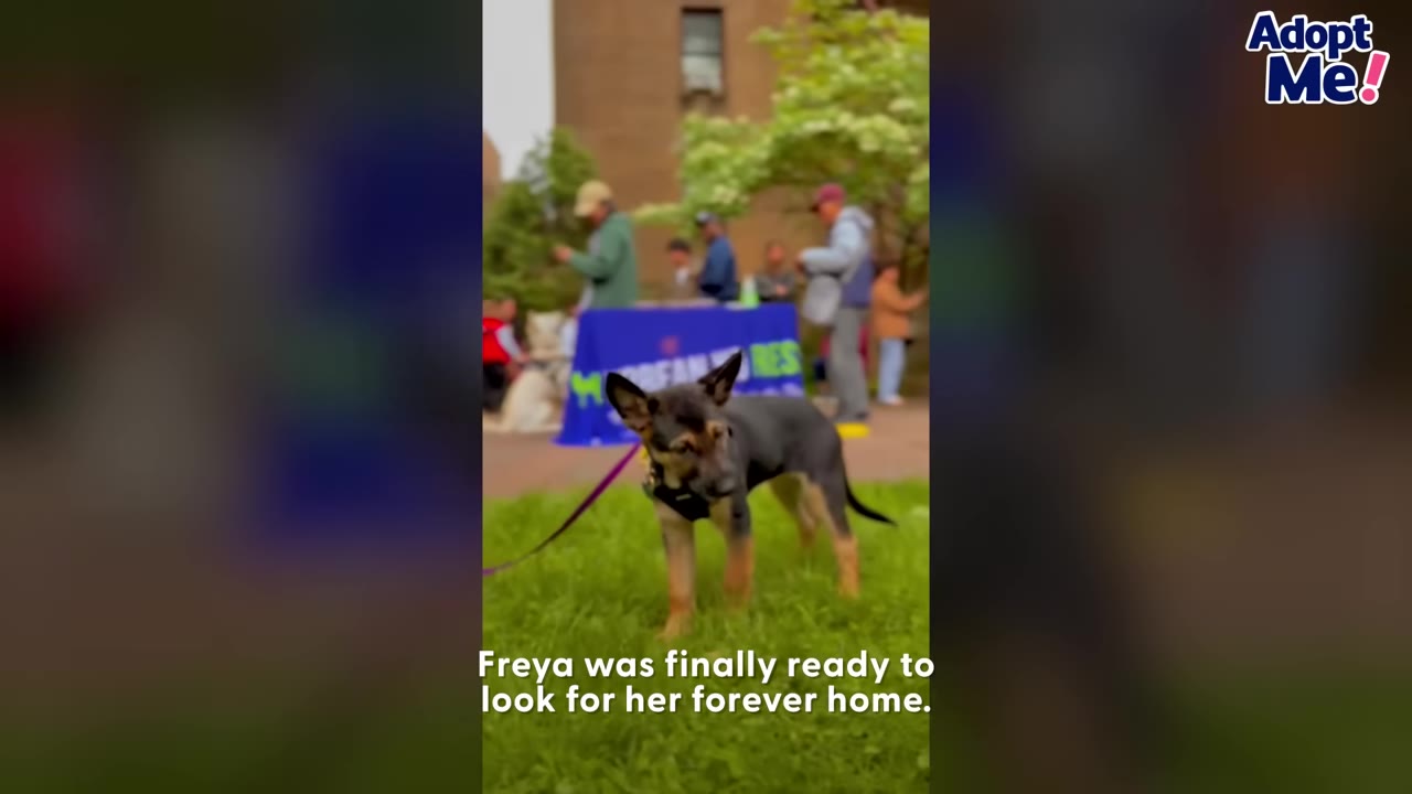 A German Shepherd puppy stands on a green lawn wearing a harness and leash, with people gathered in the background.