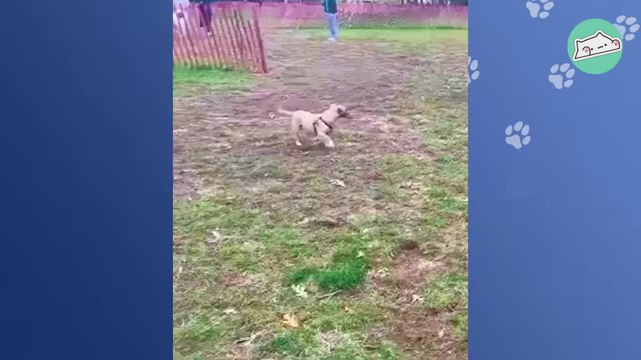 A light brown dog wearing a harness runs across a grassy field during an outdoor training session.