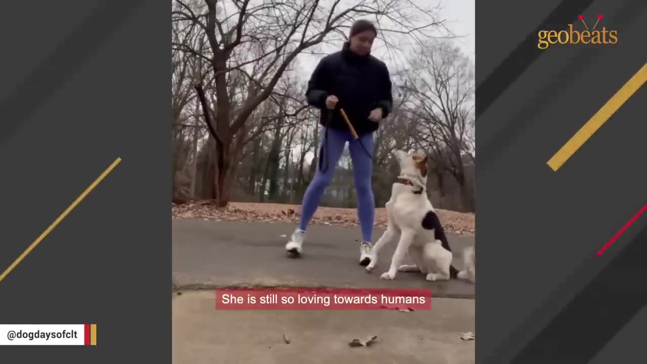 A black and white dog on a leash sits on a paved path and looks up at a woman in a black jacket and purple leggings.