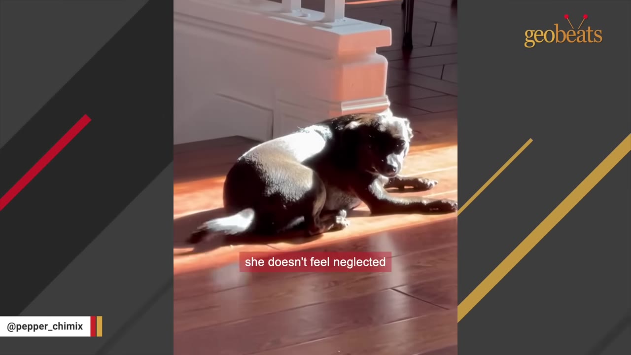 A small black dog lies on a wooden floor in a patch of warm sunlight.