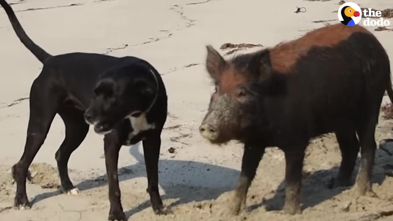 A black dog and a brown and black pig standing next to each other on a sandy beach.