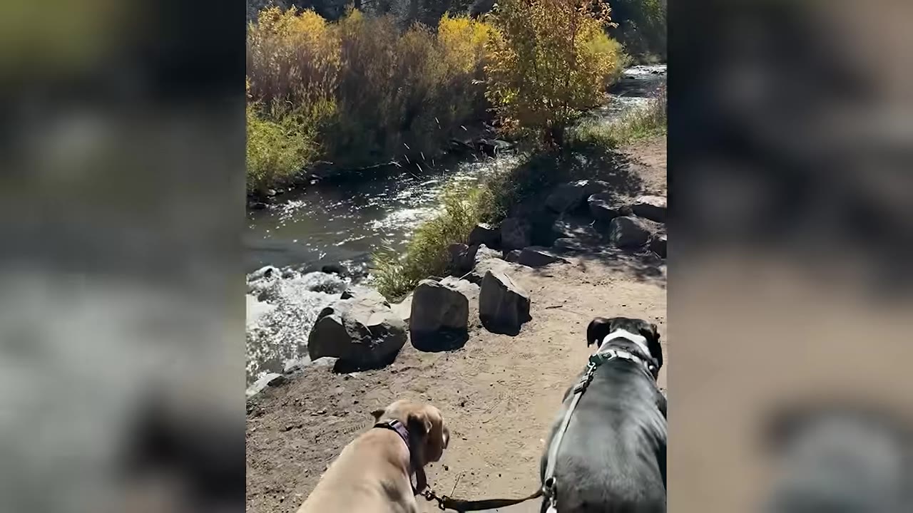 A tan dog and a dark grey dog on leashes walk along a dirt path next to a flowing stream lined with autumn trees.