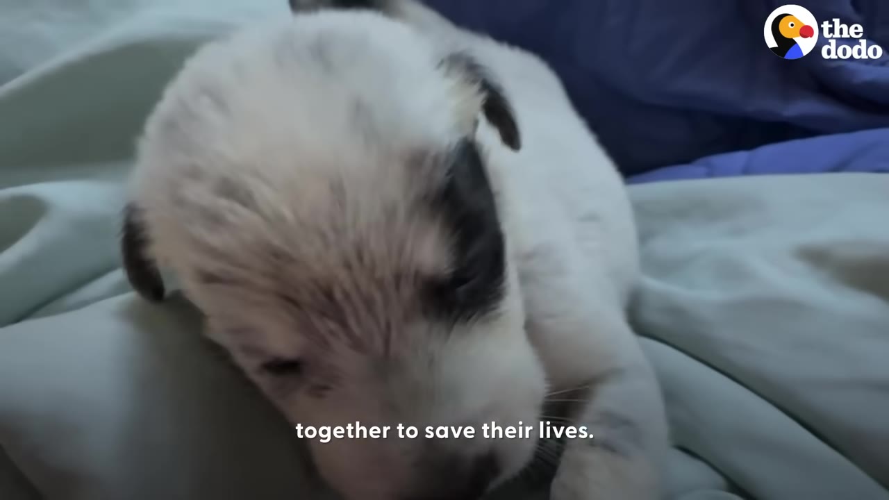 A close-up shot of a small, white puppy with black markings resting on a soft light-colored blanket.