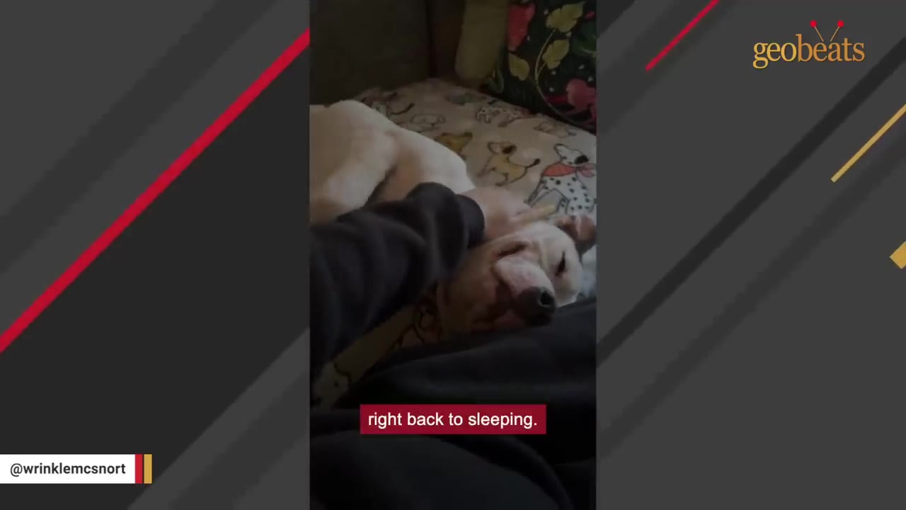 A white dog lying down on a patterned bed being gently petted by a person's hand.
