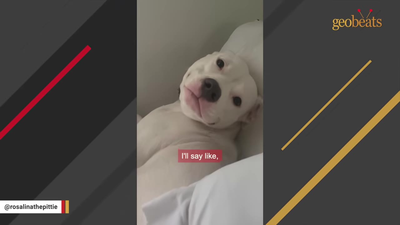 A white dog lying down comfortably, resting its head on a pillow.