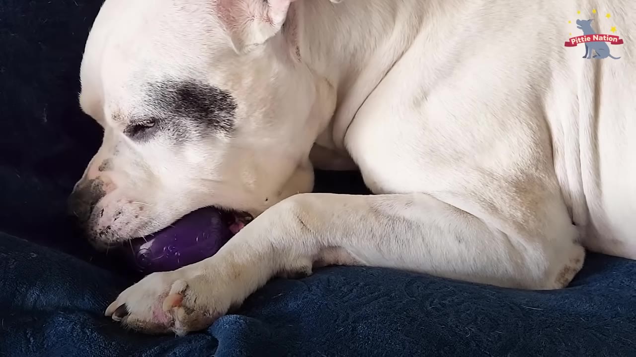 A close-up of a white dog with a black patch over its eye lying on a blue blanket and chewing on a purple toy.
