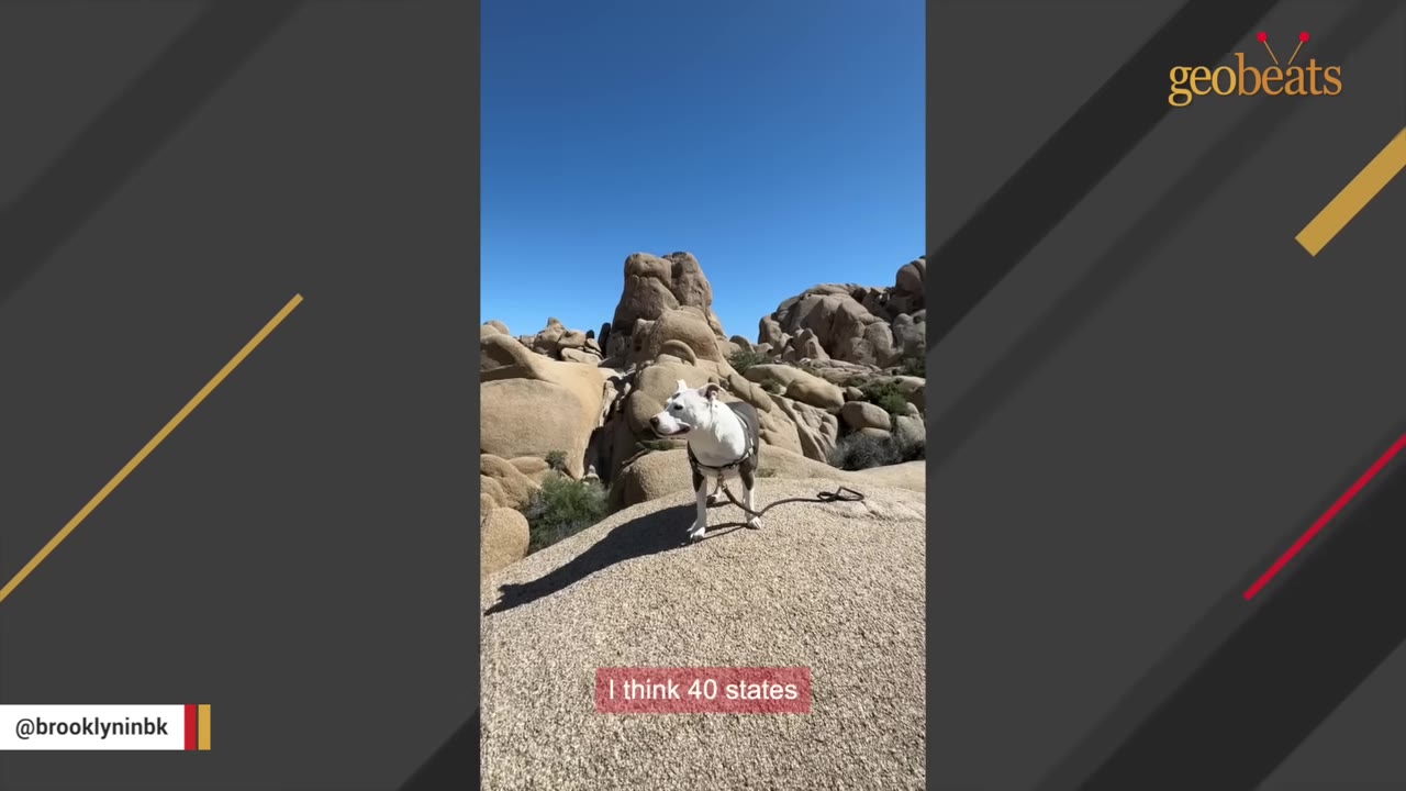 A white and grey dog wearing a harness stands on a large boulder in a desert landscape with rocky formations under a clear blue sky.