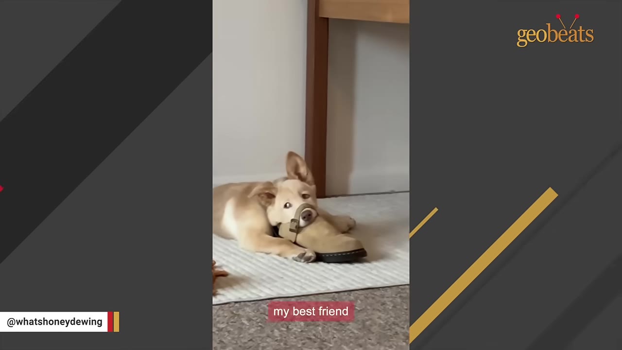 A light brown puppy lying on a white rug with its head resting inside a tan shoe, looking up with wide eyes.