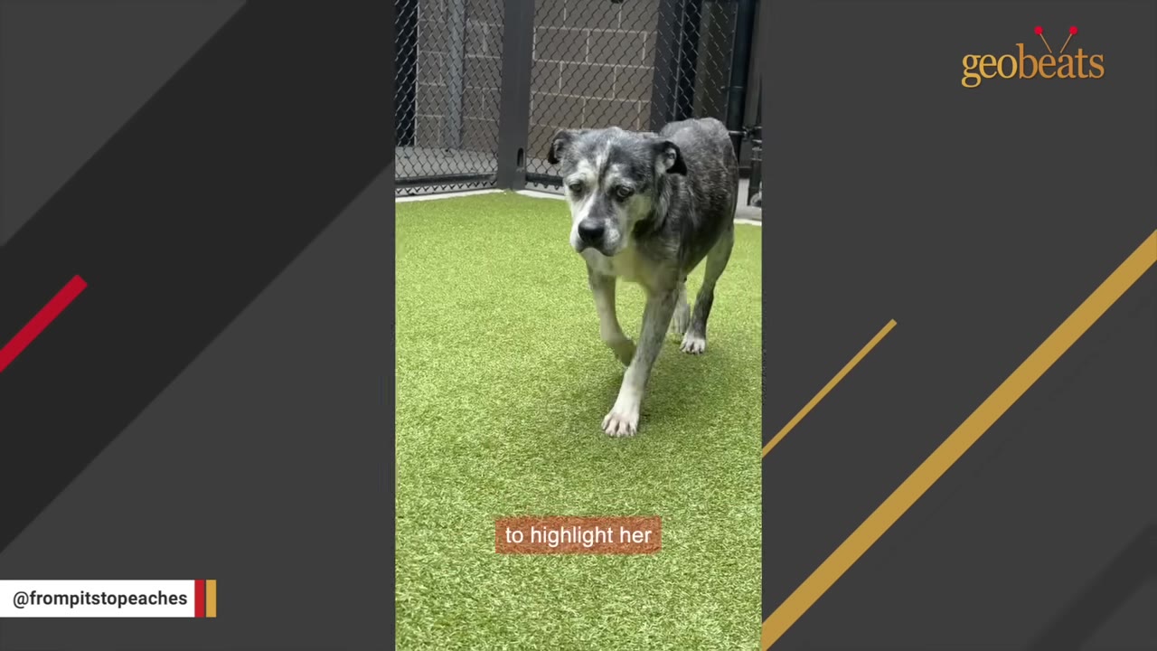 A grey and white senior dog walks forward on green artificial turf.