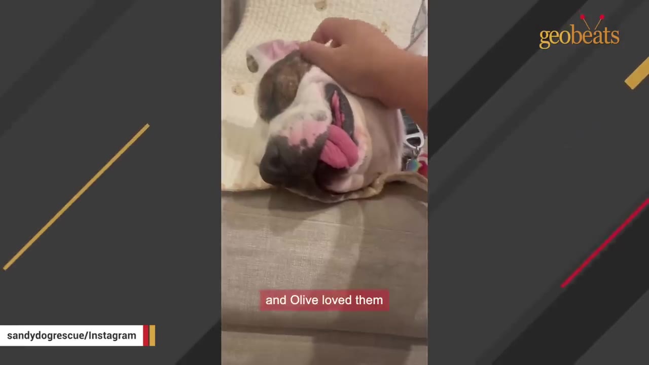 A white dog with brown patches sleeps blissfully on a couch, tongue sticking out, as a hand gently pets its head.