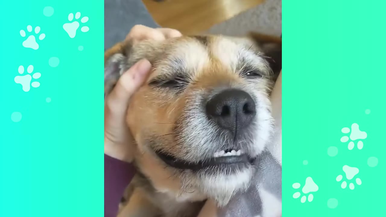 A close-up of a happy, smiling dog with its eyes closed as a hand gently pets its head.
