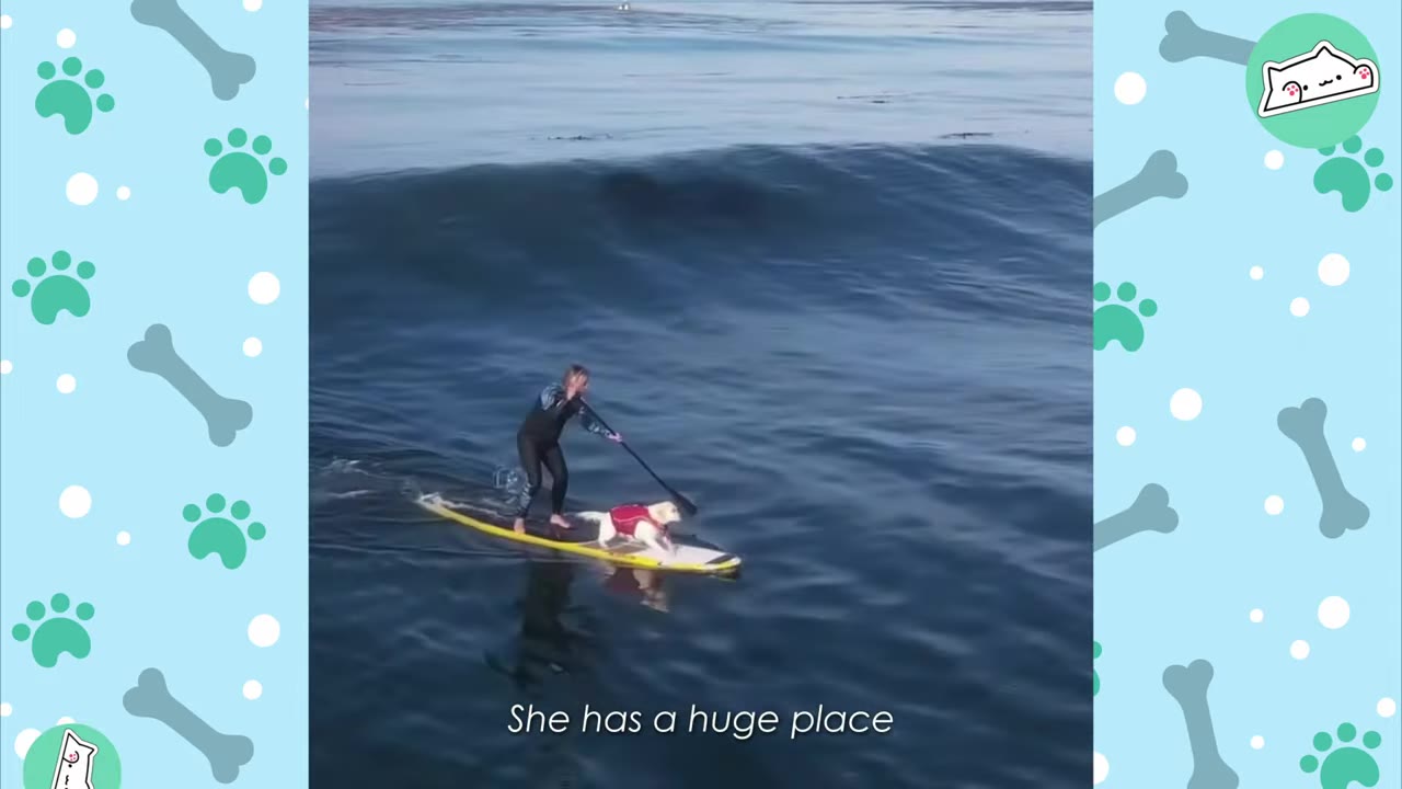 An aerial view of a person paddleboarding on a large wave with a dog wearing a red life vest standing on the front of the board.