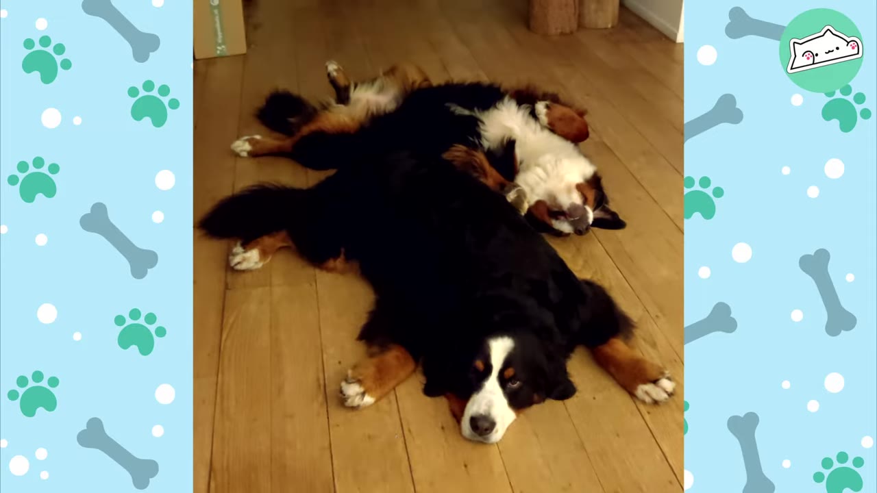Two Bernese Mountain Dogs lying close together on a wooden floor, resting peacefully.
