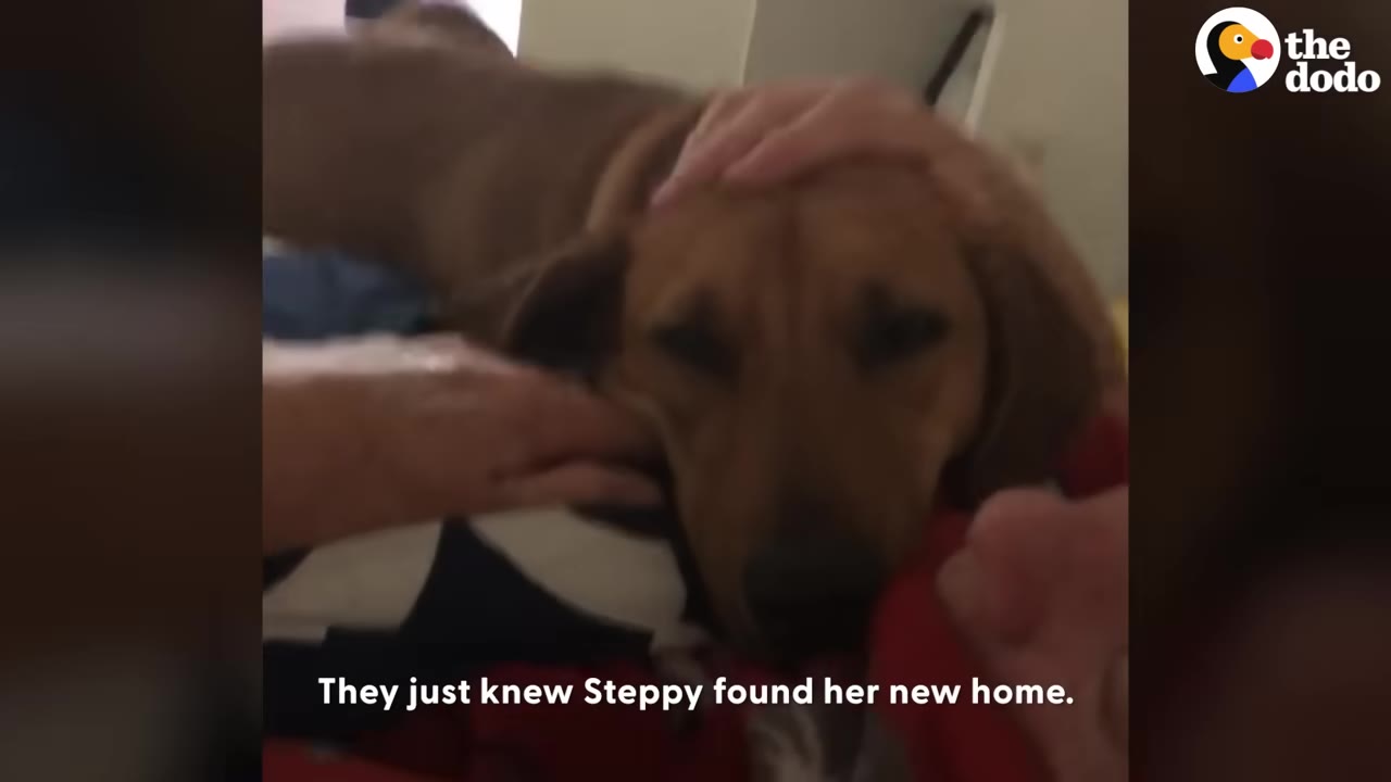 A brown dog named Steppy lies down while being gently petted on the head and back by family members.