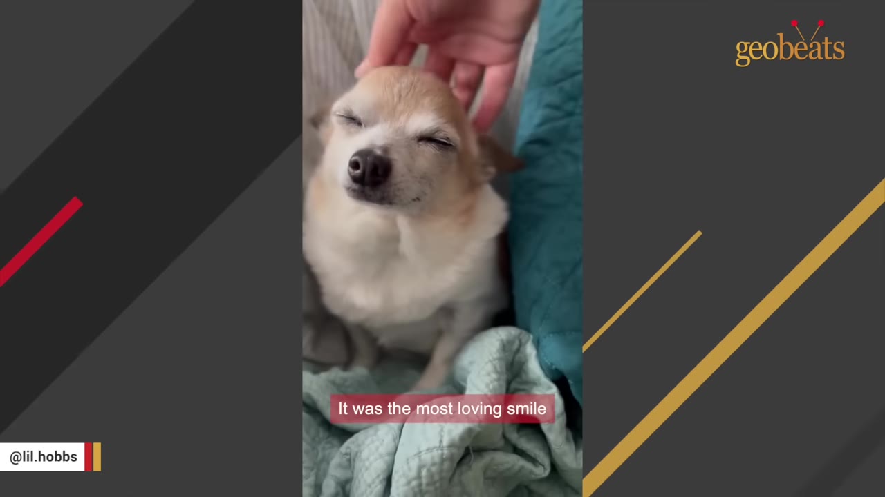 A small tan and white chihuahua with its eyes closed, appearing to smile as a hand gently pets its head.