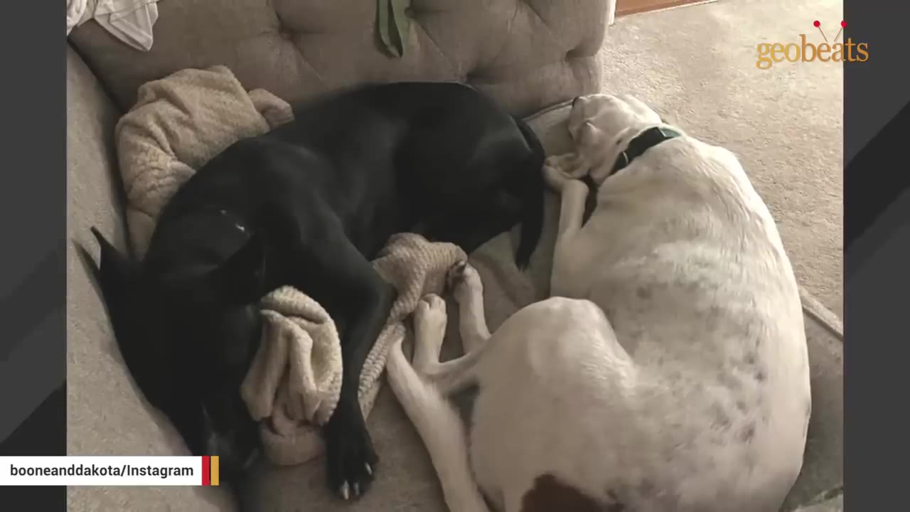 A black dog and a white dog curled up sleeping next to each other on a couch.