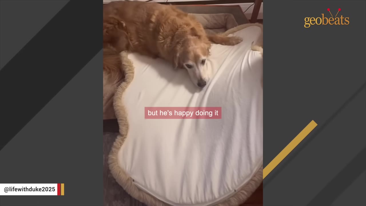 A golden retriever lies comfortably on a large, soft white pet bed with a plush border.