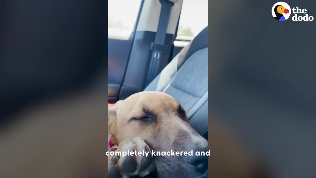 A close-up of a light brown dog sleeping soundly in a car seat with its eyes closed.