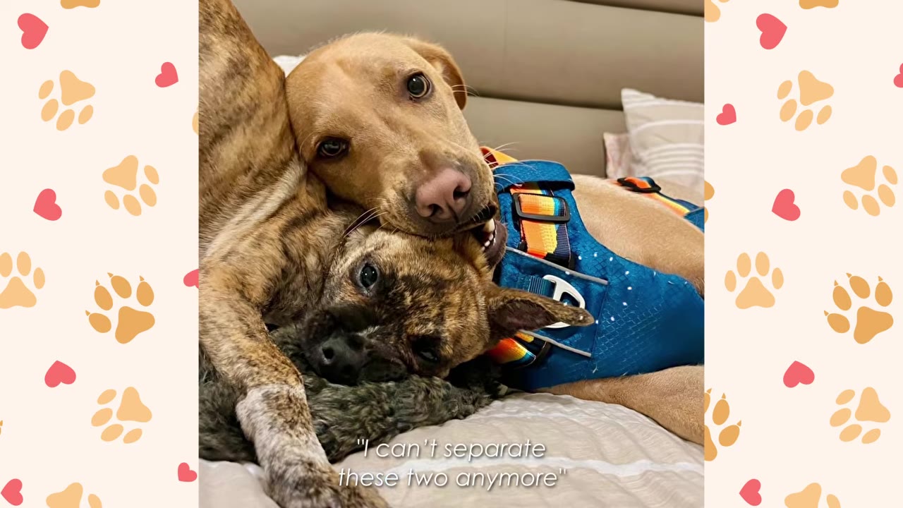 A light brown dog rests its head affectionately on top of a brindle dog's head as they lie snuggled together on a bed.