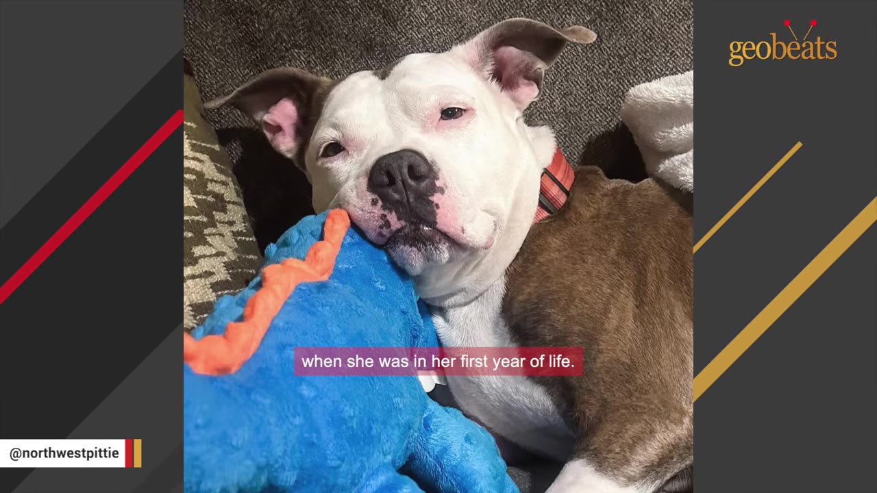 A close-up of a brown and white dog resting its head on a blue plush toy.