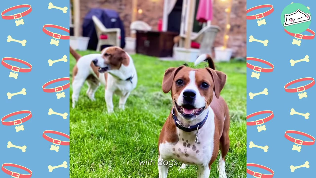 A happy brown and white dog standing on a green lawn, looking directly at the camera with its mouth slightly open in a smile, while another dog stands in the background.