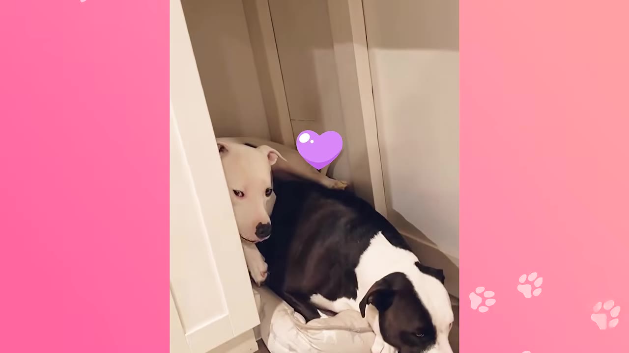 A white dog and a black and white dog are squeezed together in a small, narrow space under a kitchen cabinet.