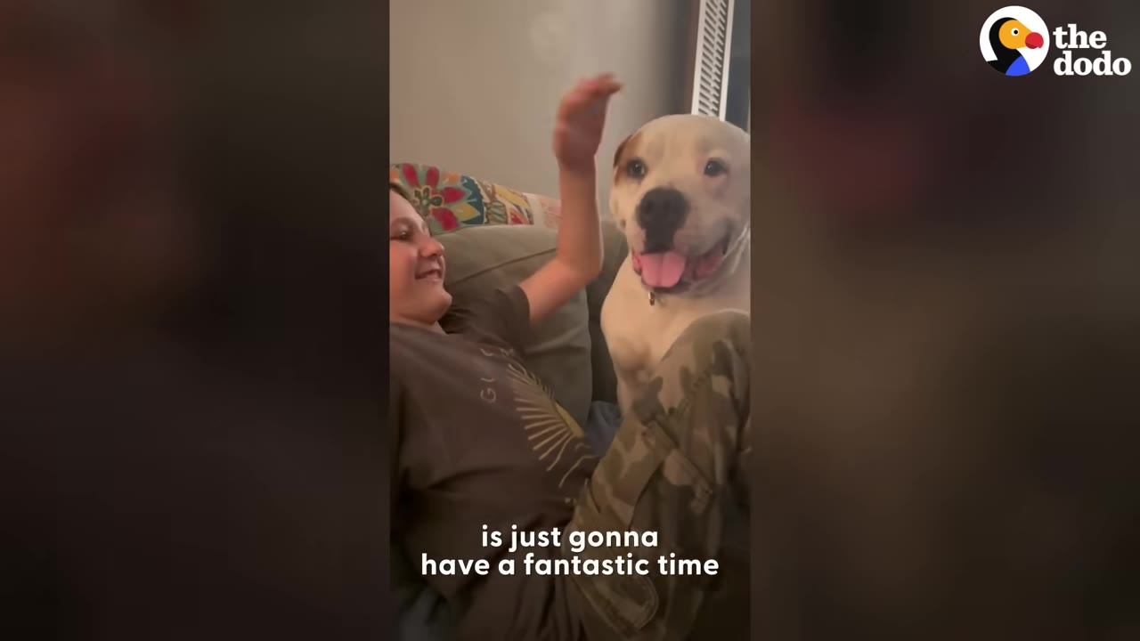A happy white dog with its tongue out sits on a couch next to a smiling person who is raising a hand to pet it.