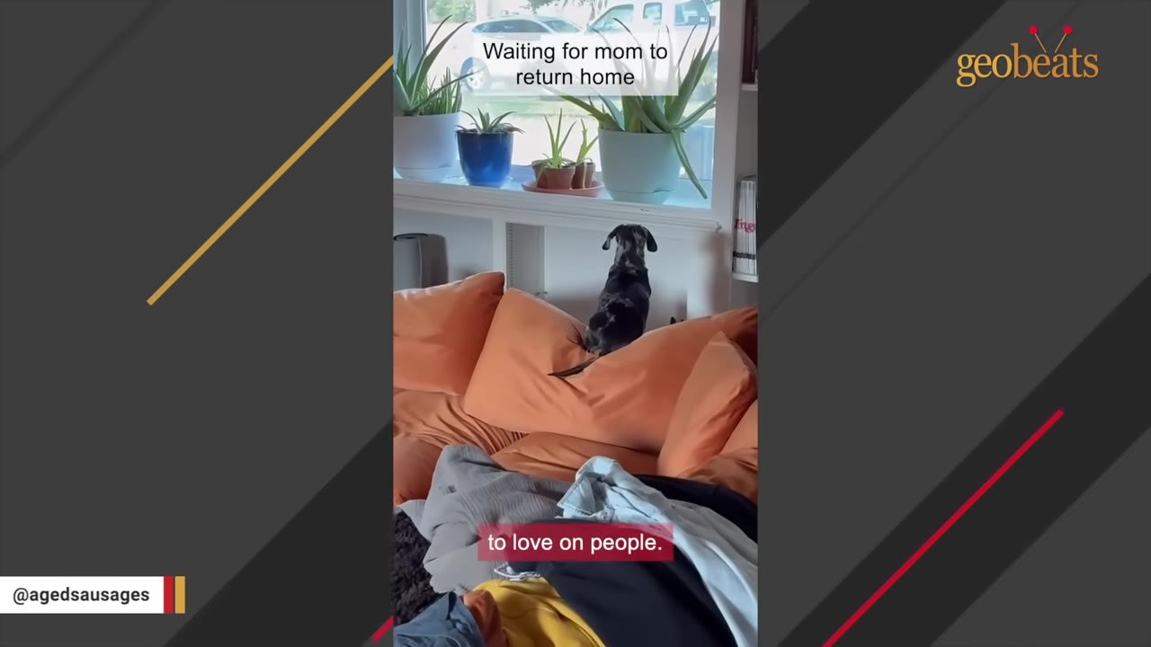 A small dapple dachshund sits on top of orange couch cushions, looking out a window next to potted plants.