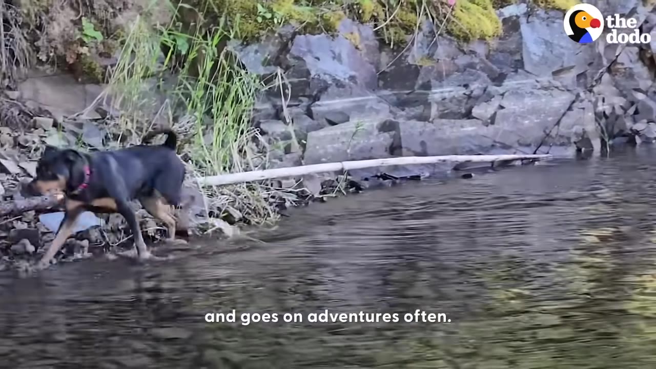A black and tan dog walks confidently along a rocky shoreline next to a body of water.