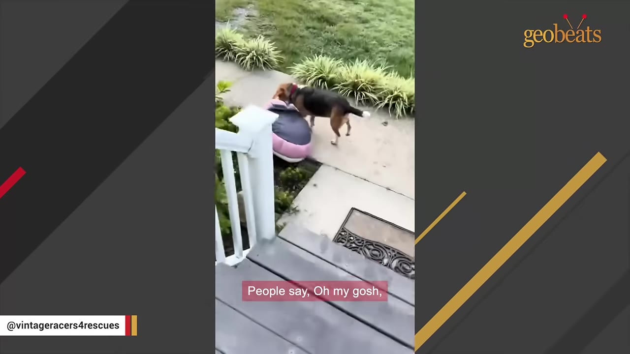 A beagle drags a large pink and grey dog bed across a concrete path in a yard.