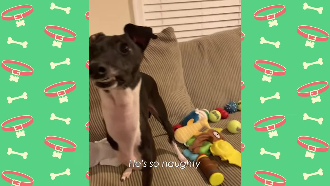A black and white dog standing on a couch next to a pile of toys, with text overlay reading 'He's so naughty'.