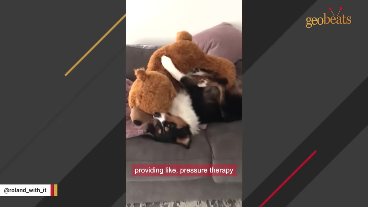 A black, white, and brown dog lying on its back on a grey couch with a large brown teddy bear resting on top of its chest.