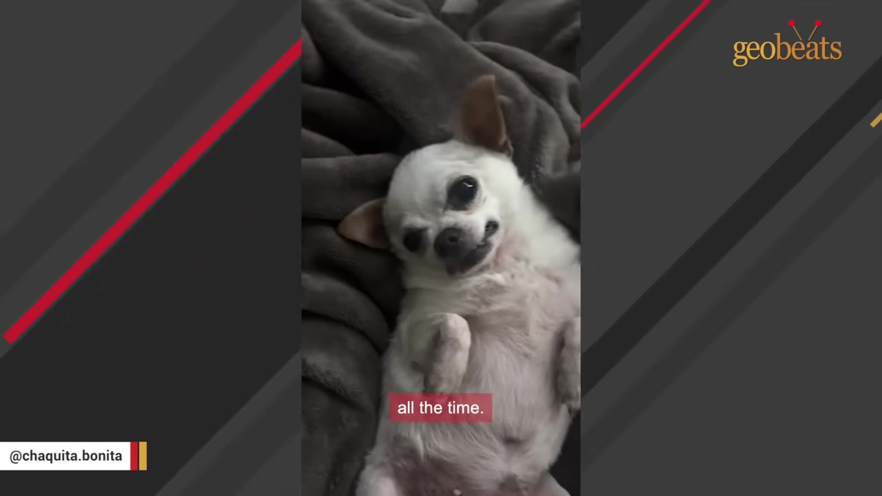 A small white chihuahua lies on its back on a soft grey blanket, looking up with alert, dark eyes.