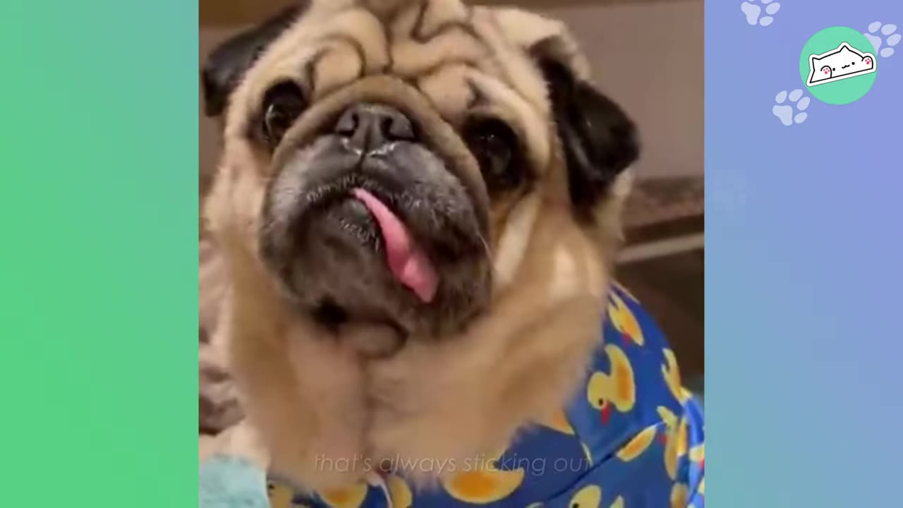 A close-up portrait of a pug wearing a blue shirt with yellow rubber ducks, looking at the camera with its tongue sticking out to the side.