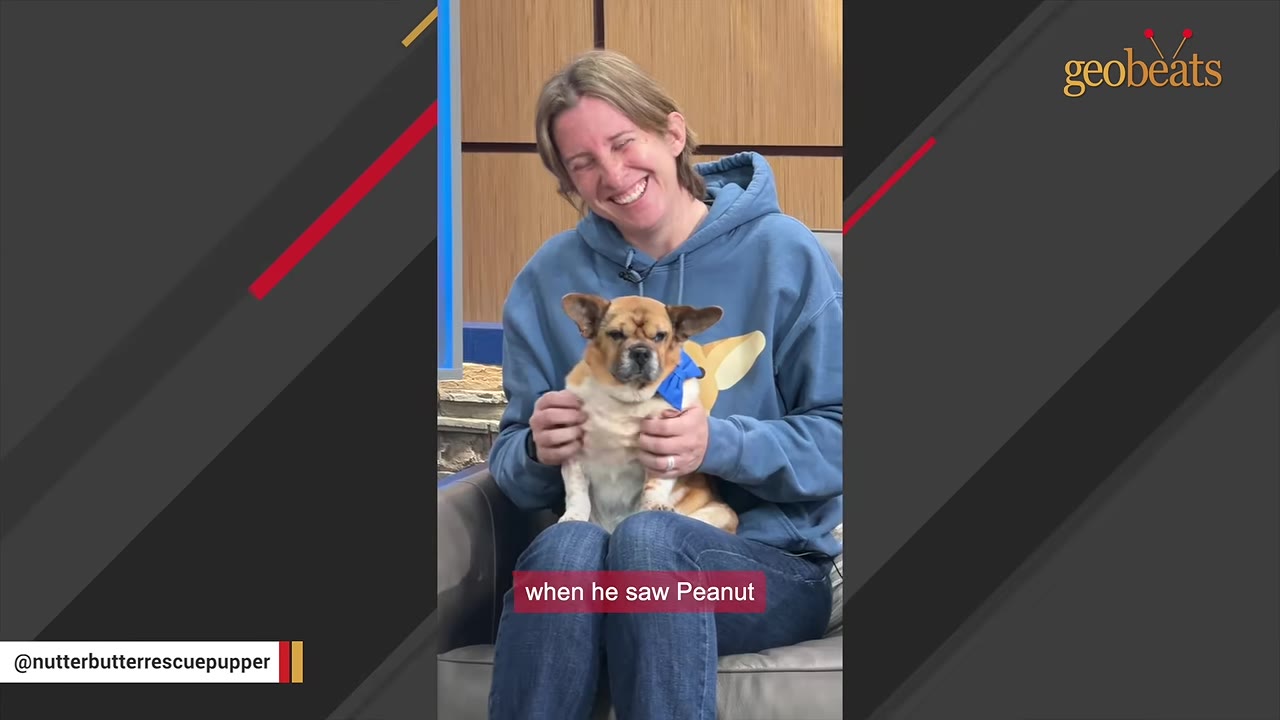 A smiling woman in a blue hoodie holds a small, tan and white dog wearing a blue bow tie on her lap.
