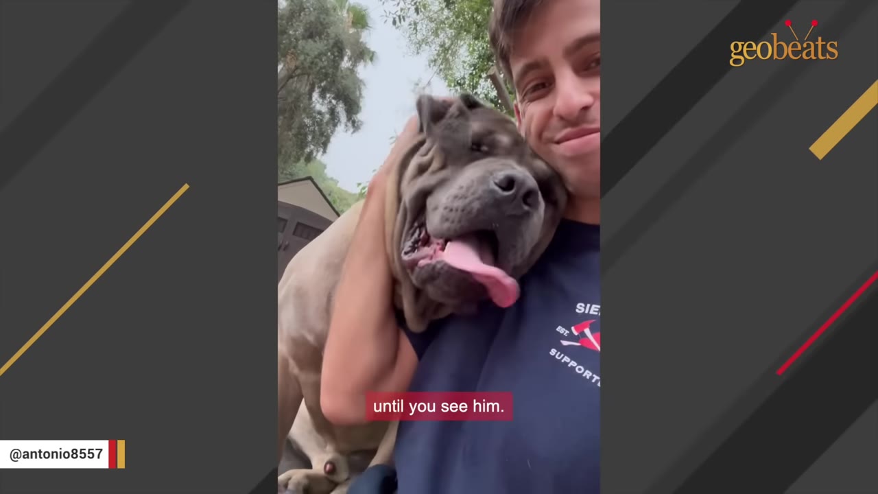 A large grey dog with a wrinkled face rests its head on a smiling man's shoulder, showing its head is nearly the same size as the man's.