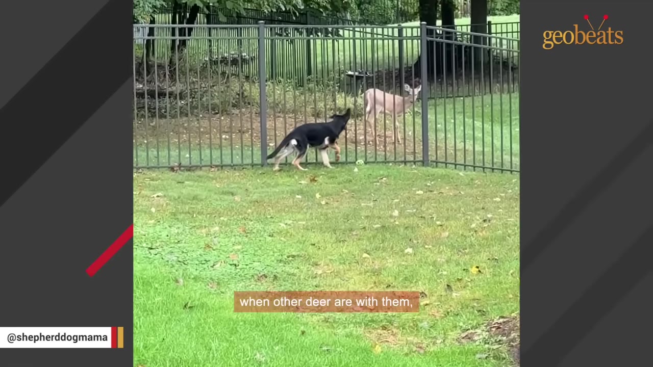 A German Shepherd puppy walks along a metal fence in a grassy yard, looking at an older fawn standing on the other side of the fence.