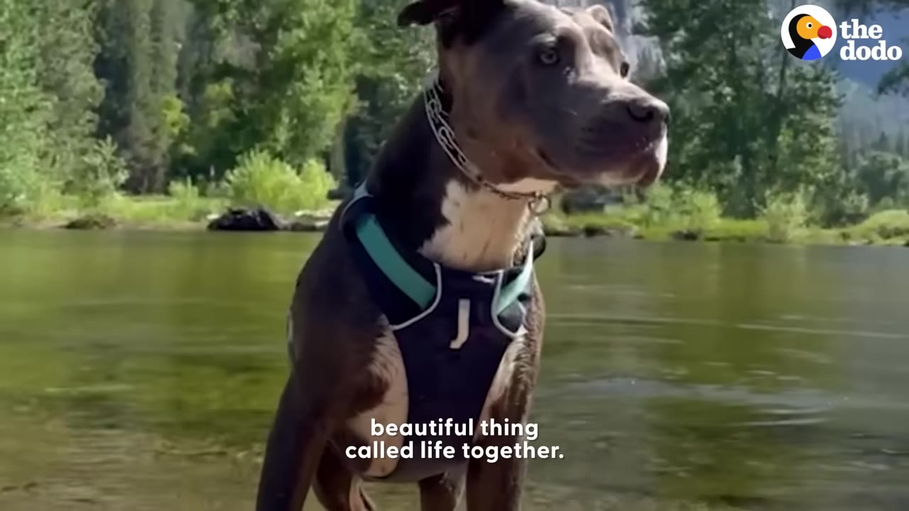 A close-up shot of a dark-colored pit bull wearing a harness, standing in a shallow river with trees in the background.