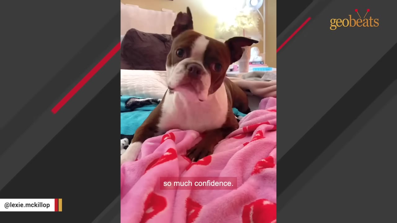 A brown and white Boston Terrier lies comfortably on a pink blanket with red hearts, looking directly at the camera with a curious expression.