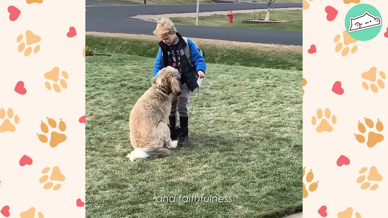 A young boy stands on a grassy lawn next to a large, fluffy light-brown dog sitting and looking up at him.
