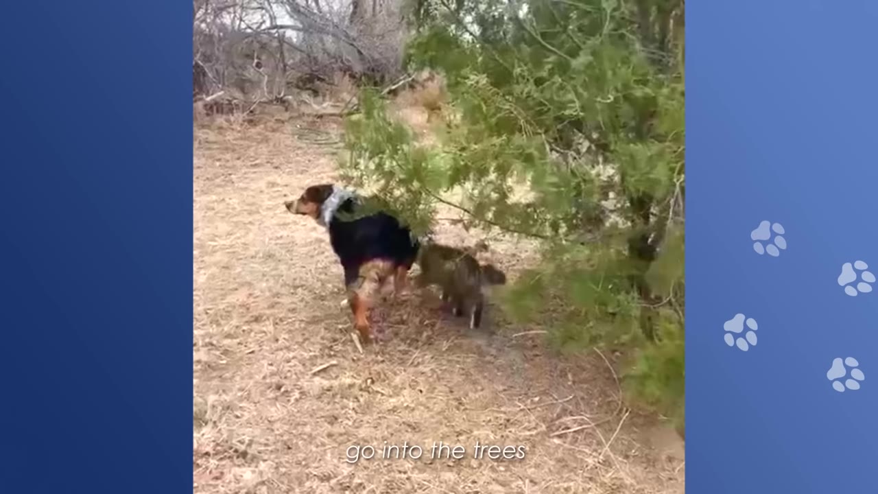 A black and brown dog walks outdoors next to a cat near the low branches of a green tree.