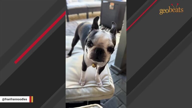 Texas Dog’s Family Bought Her Water Bowls, But She Apparently Had A Completely Different Use In Mind