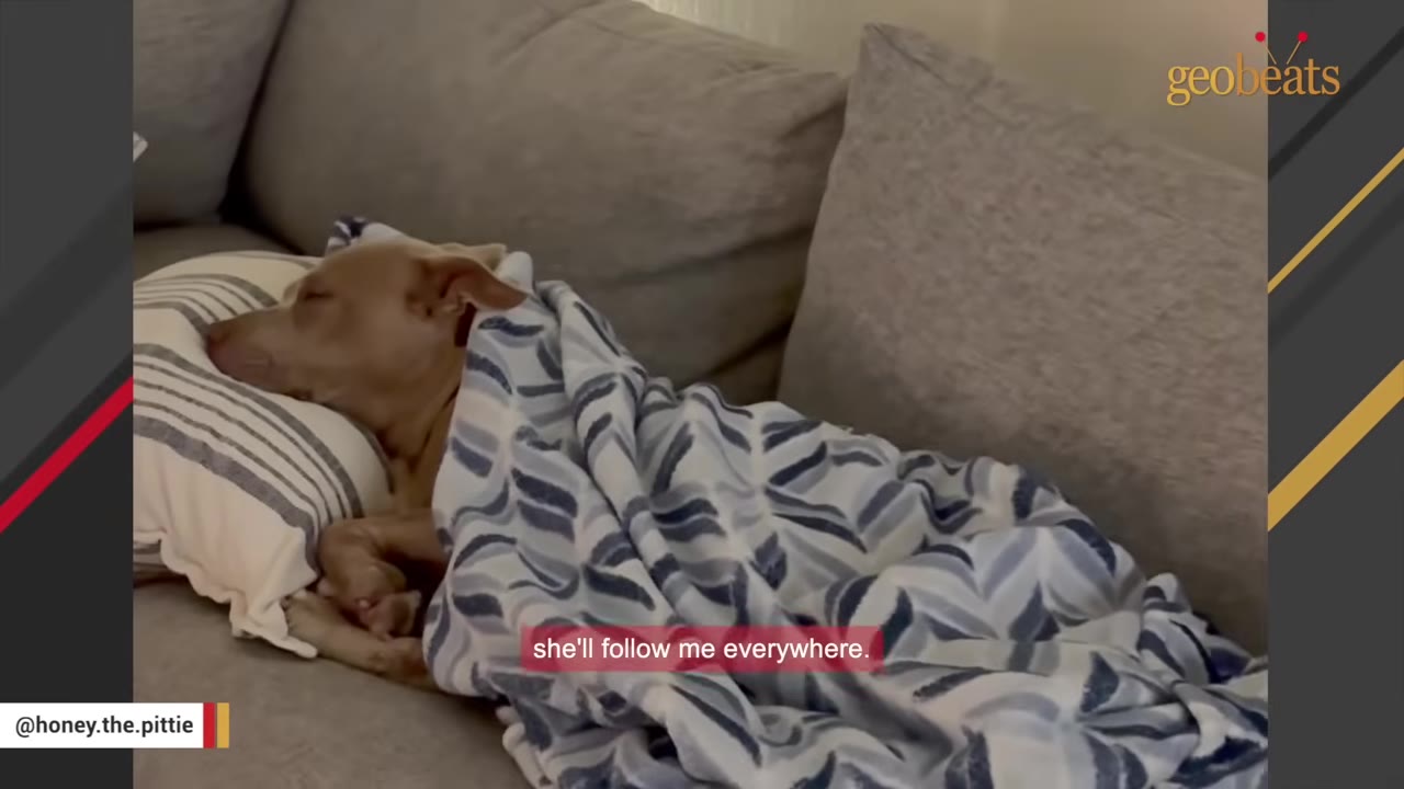 A light brown dog named Honey sleeps on a grey couch, resting her head on a striped pillow and tucked under a blue and white patterned blanket.