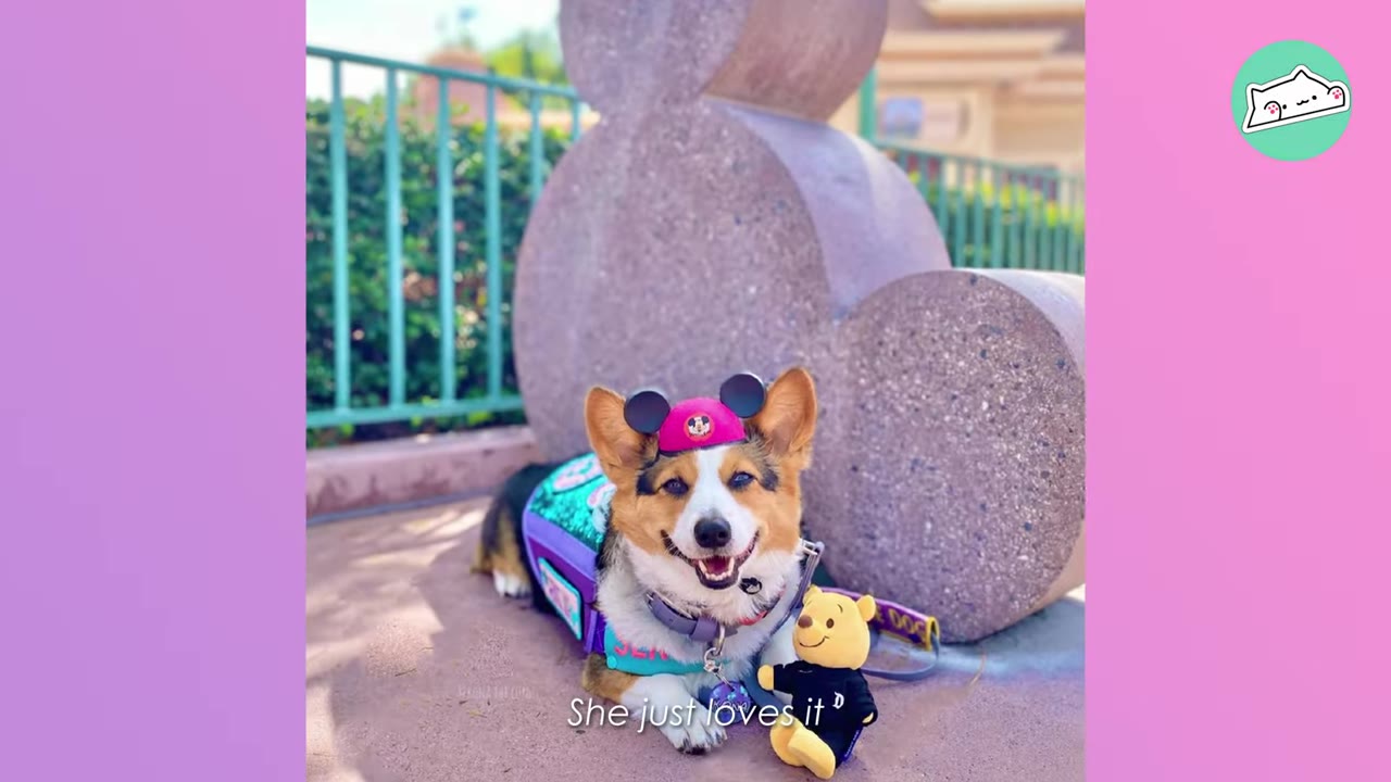 A smiling Corgi wearing a pink Mickey Mouse ear hat lies on the ground in front of a large stone Mickey Mouse shape, next to a small Winnie the Pooh plush toy.