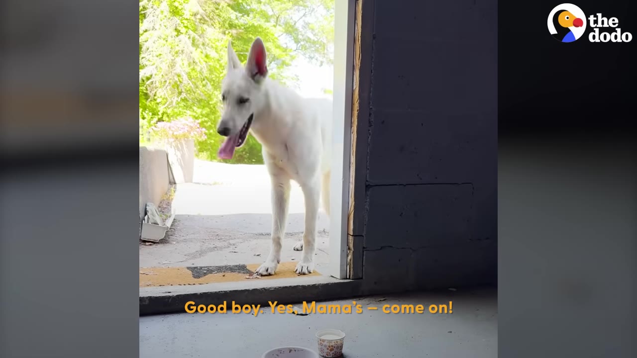 A white German Shepherd dog stands in the doorway of a building, looking inside with its tongue out.
