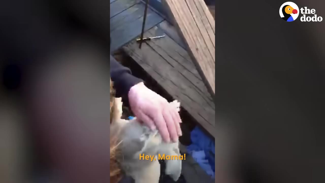 A hand gently pets a light-colored dog found amidst wooden planks and debris in a cluttered outdoor area.
