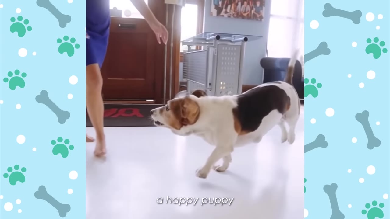 A tricolor hound dog running happily across a white floor indoors near a person.