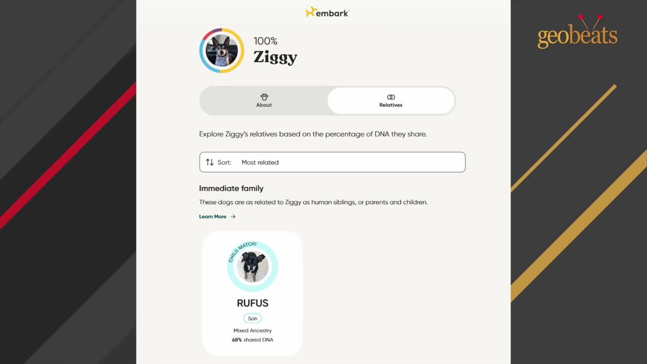 A screenshot of an Embark dog DNA test results page showing Ziggy's profile and a close relative match named Rufus, identified as his son with 68% shared DNA.
