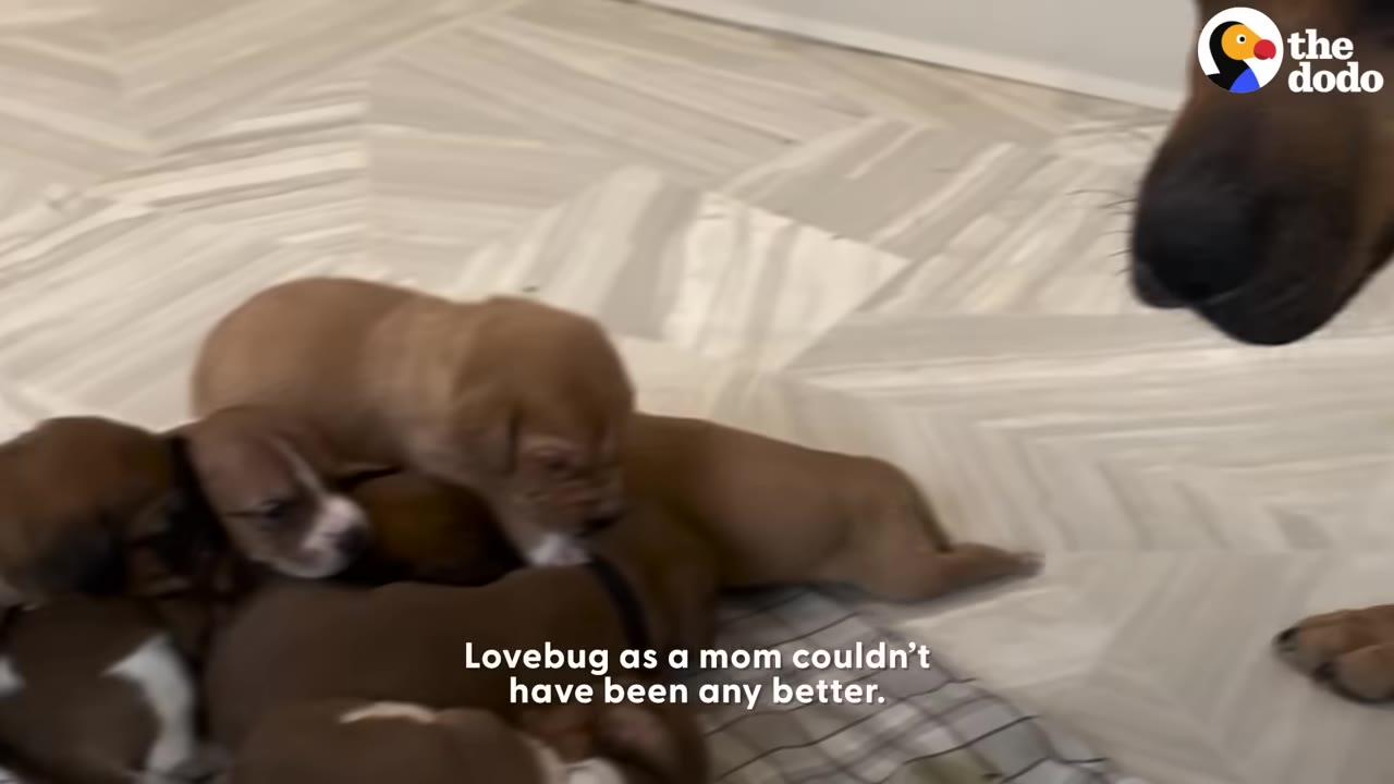A close-up of several small brown and white puppies huddled together on a light-colored floor, with the snout of an adult brown dog visible on the right.