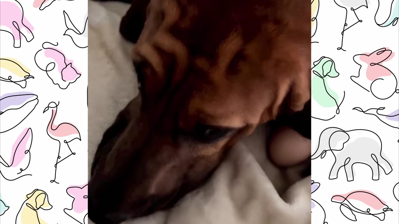 A brown dog gently rests its head near a brown egg nestled in a soft white blanket.